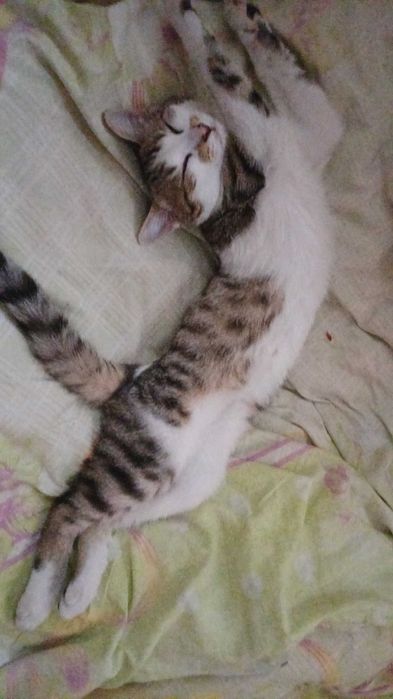 котенок ищет дом