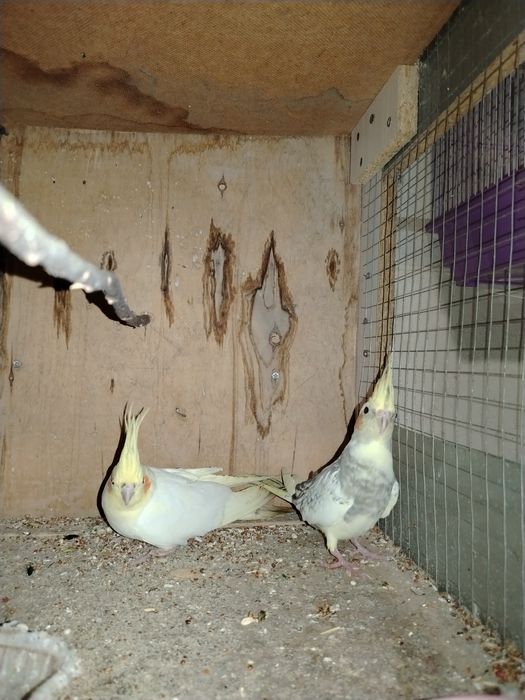 Тоти кушлар корела зоти параси 500.000 Минг сум