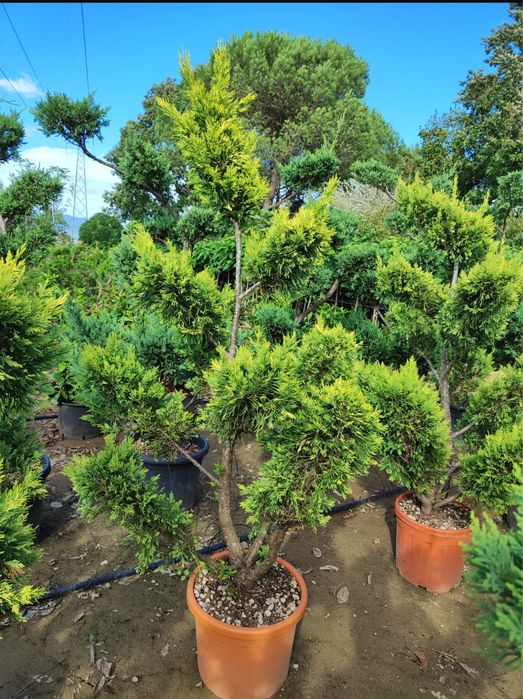 Plante gard viu si bonsai. Leylandii Photinia Prunus laurocerasus