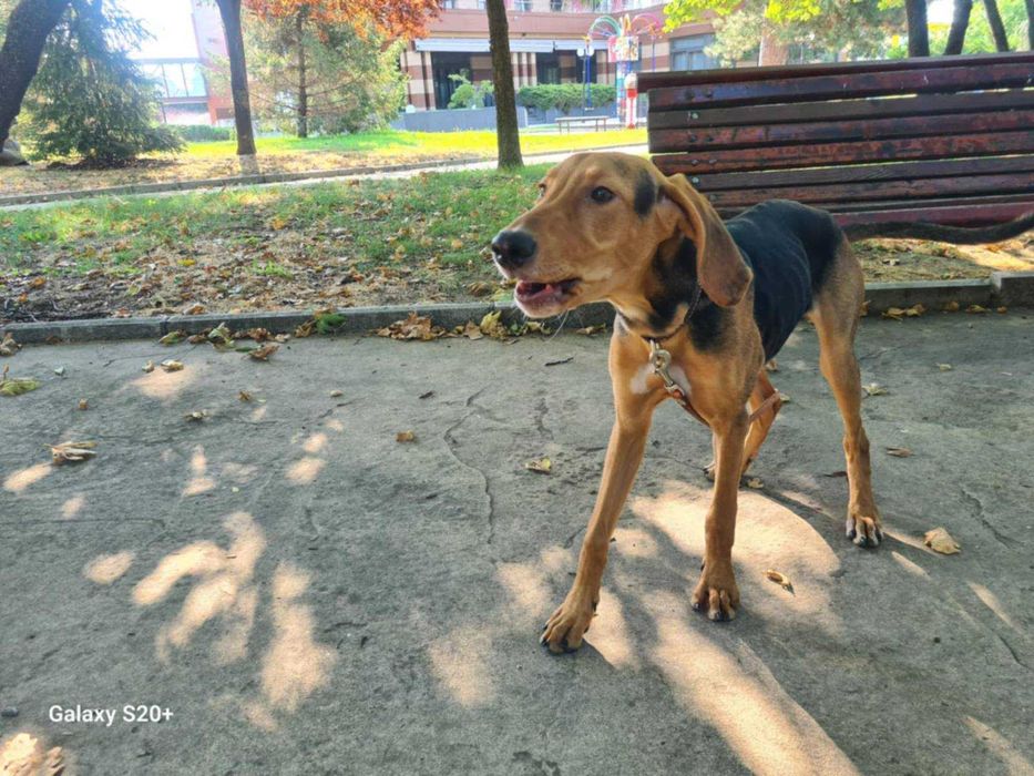 Подарявам женско куче Гонче