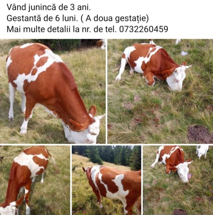 Vaca tanara de aproape 3 ani, gestanta in 6 luni, la a doua fatare
