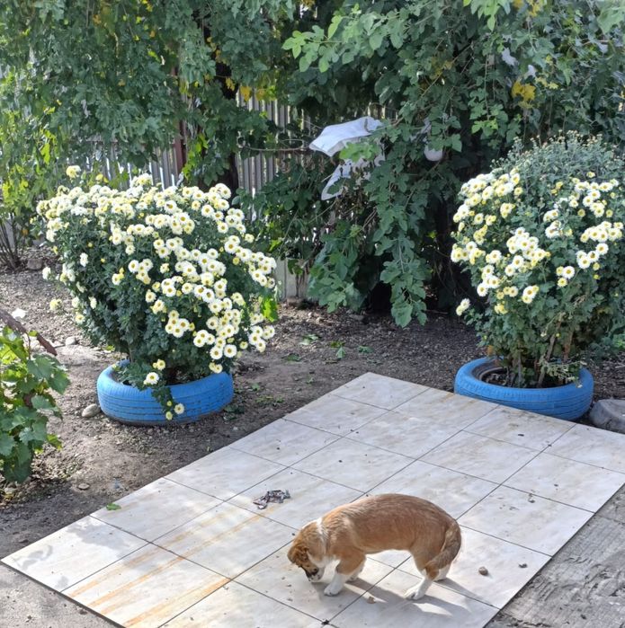 DONEZ o cățelușa de trei luni și o săptămână.