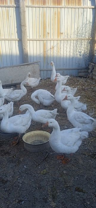 Продам гусей домашних