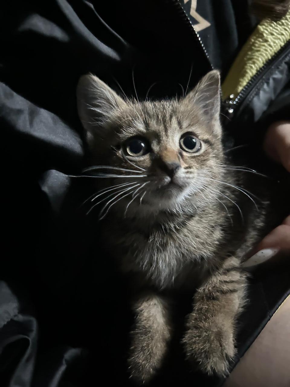 Отдам котенка в добрые руки