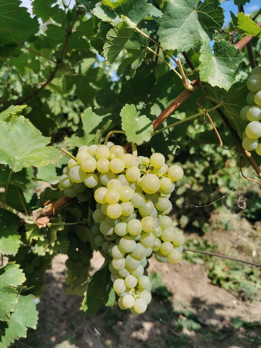 Struguri feteasca regală