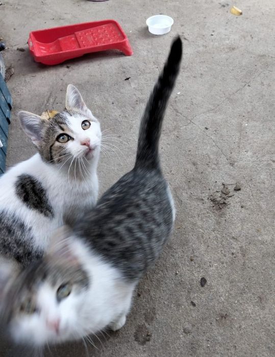 Donez pisicute varsta 3 luni