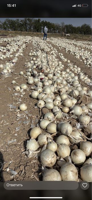 Лук на посадку Стардаст Каратал Шалот