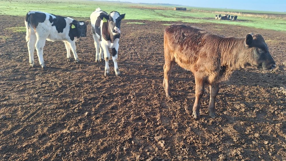 Vand viței frumoși