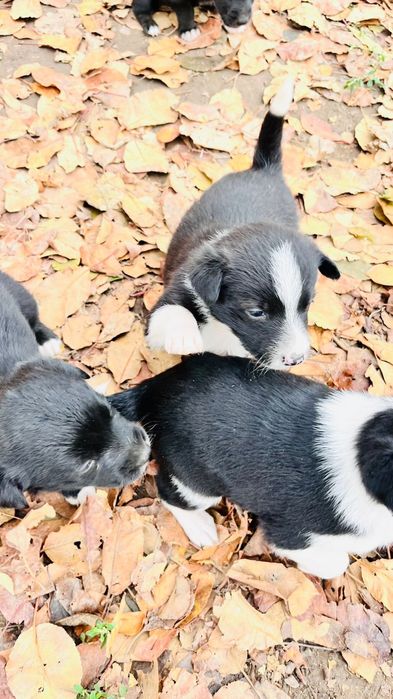 Отдам в добрые руки