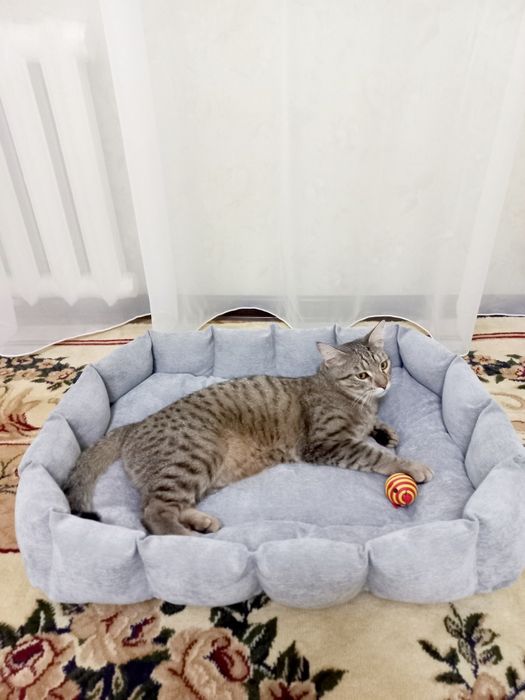 Уютная двухсторонняя лежанка для гламурных котиков