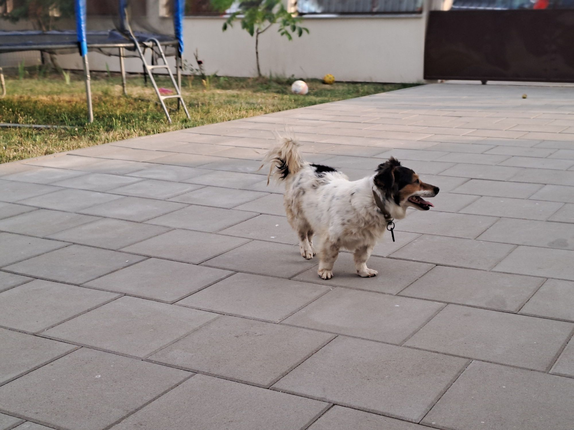 Donez câine de curte, talie medie, bun de pază