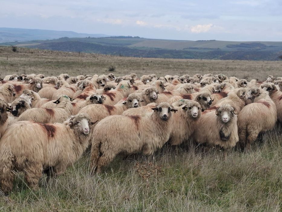 Vând 250 de oi bune de lapte