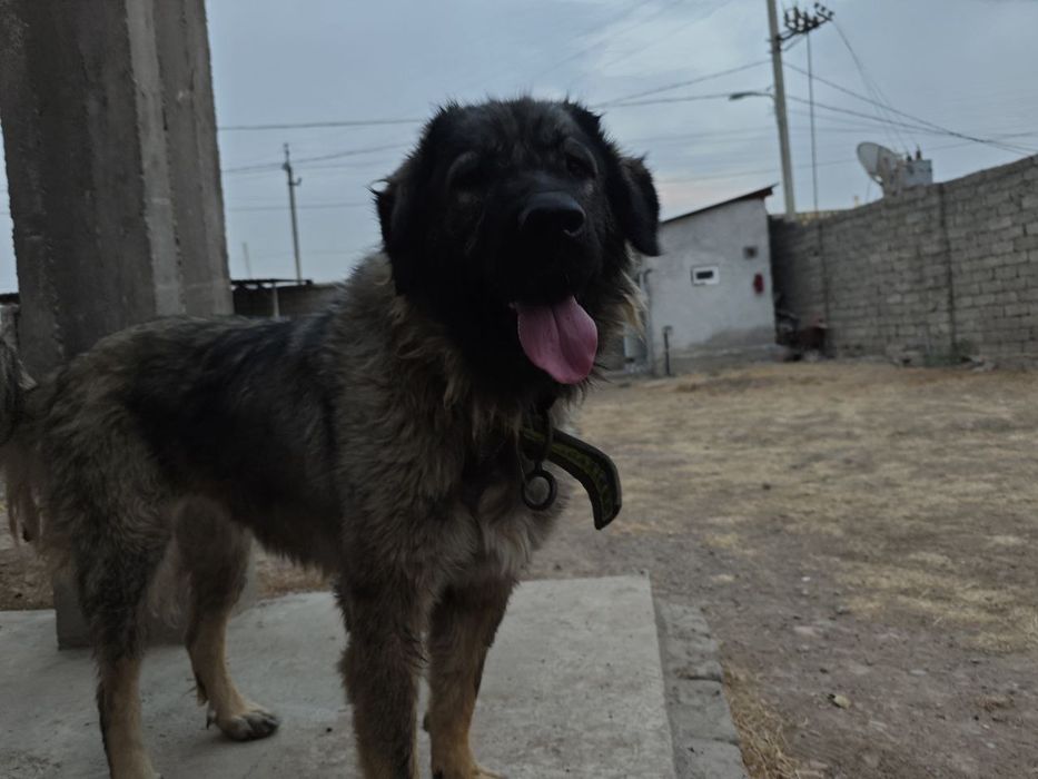 Собака Кавказская овчарка