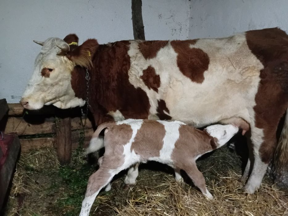 Vand vaca fatata de 2 saptamani