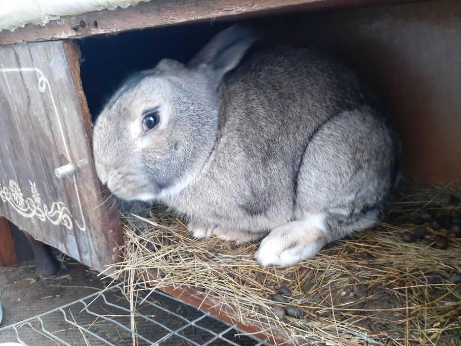Продам кроликов...