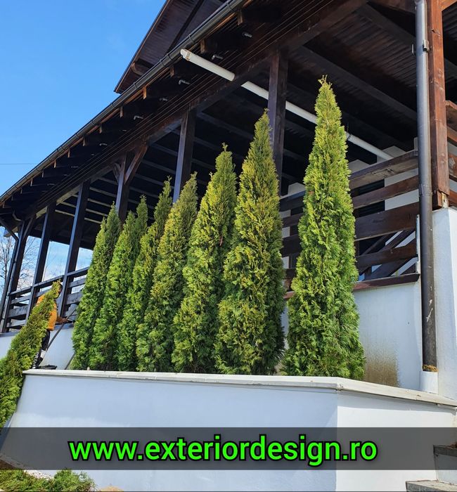 Tuia smarald inaltime 1m-3m, thuja smaralgd, magnolia grandiflora, etc