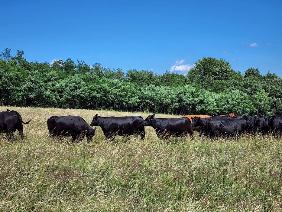 Aberdeen Angus juninci gestante, tauri