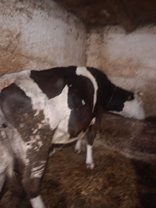 Vaci și vitei  de vânzare