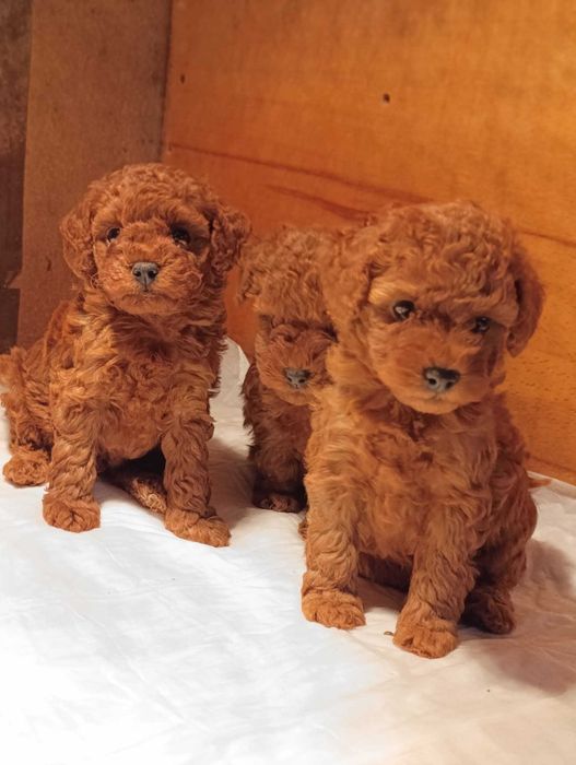 Той пудел (teacup)