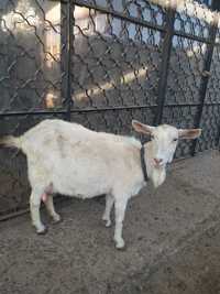 Продается зааненская  коза
