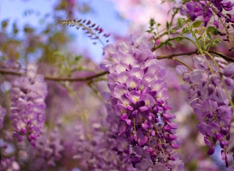Glicina ( Wisteria )
