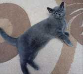 British Shorthair