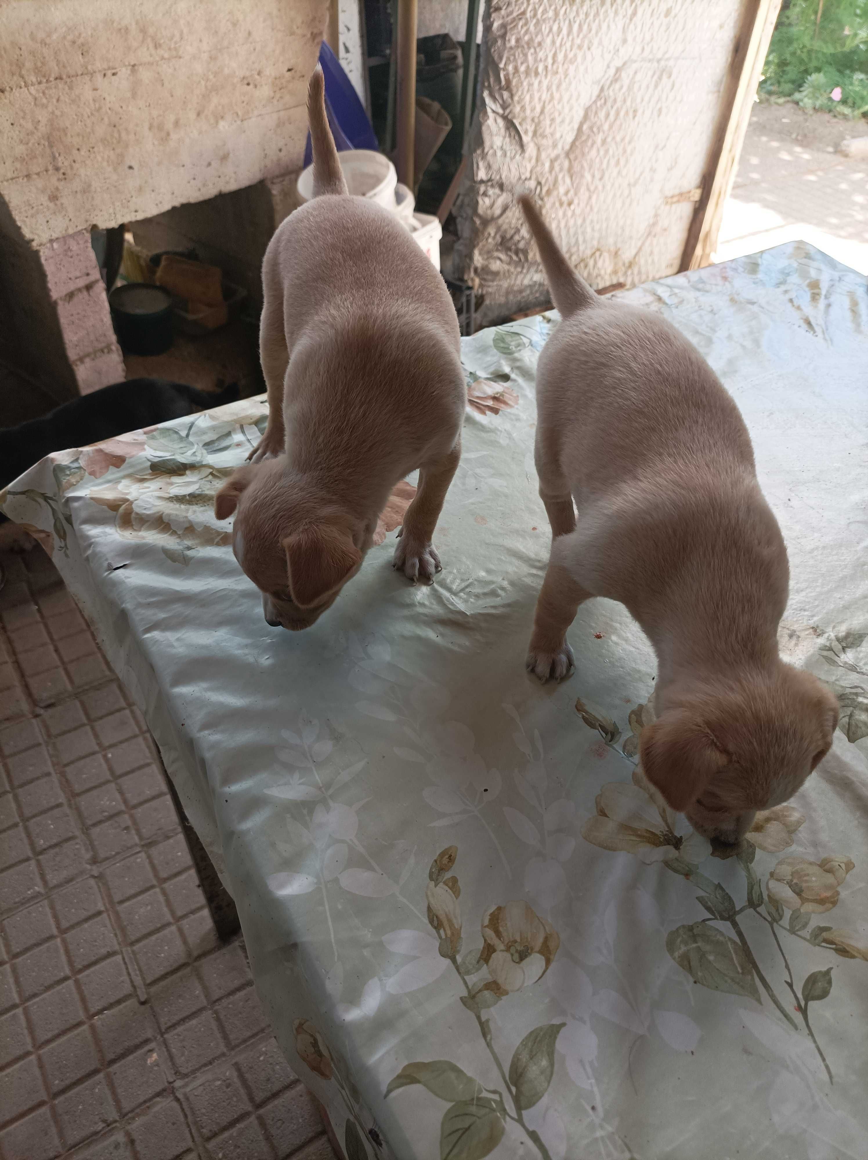 Продавам 2 пинчера (мъжки и женски)