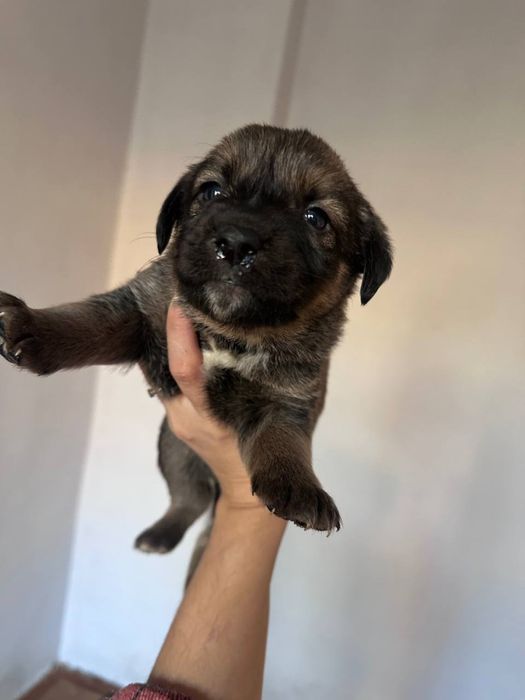 Одаем в хорошие руки щенят БЕСПЛАТНО