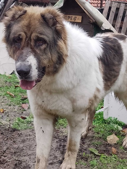 Продава се куче пазач