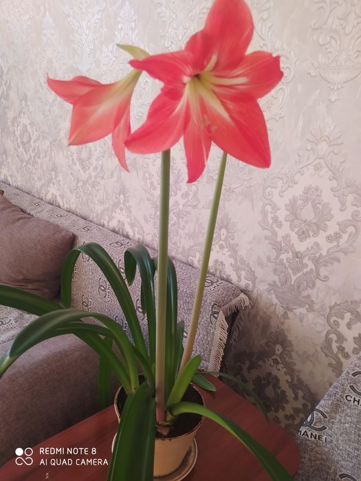 Продам домашний цветок.