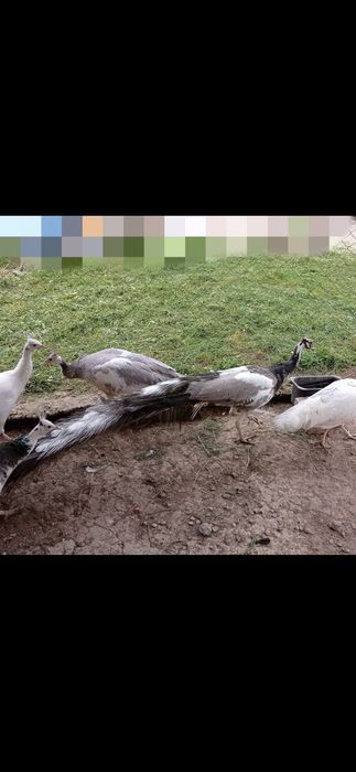 Пауни Арлекин опал