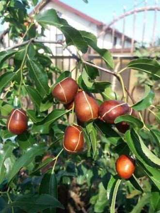 Curmal Chinezesc la Ghiveci