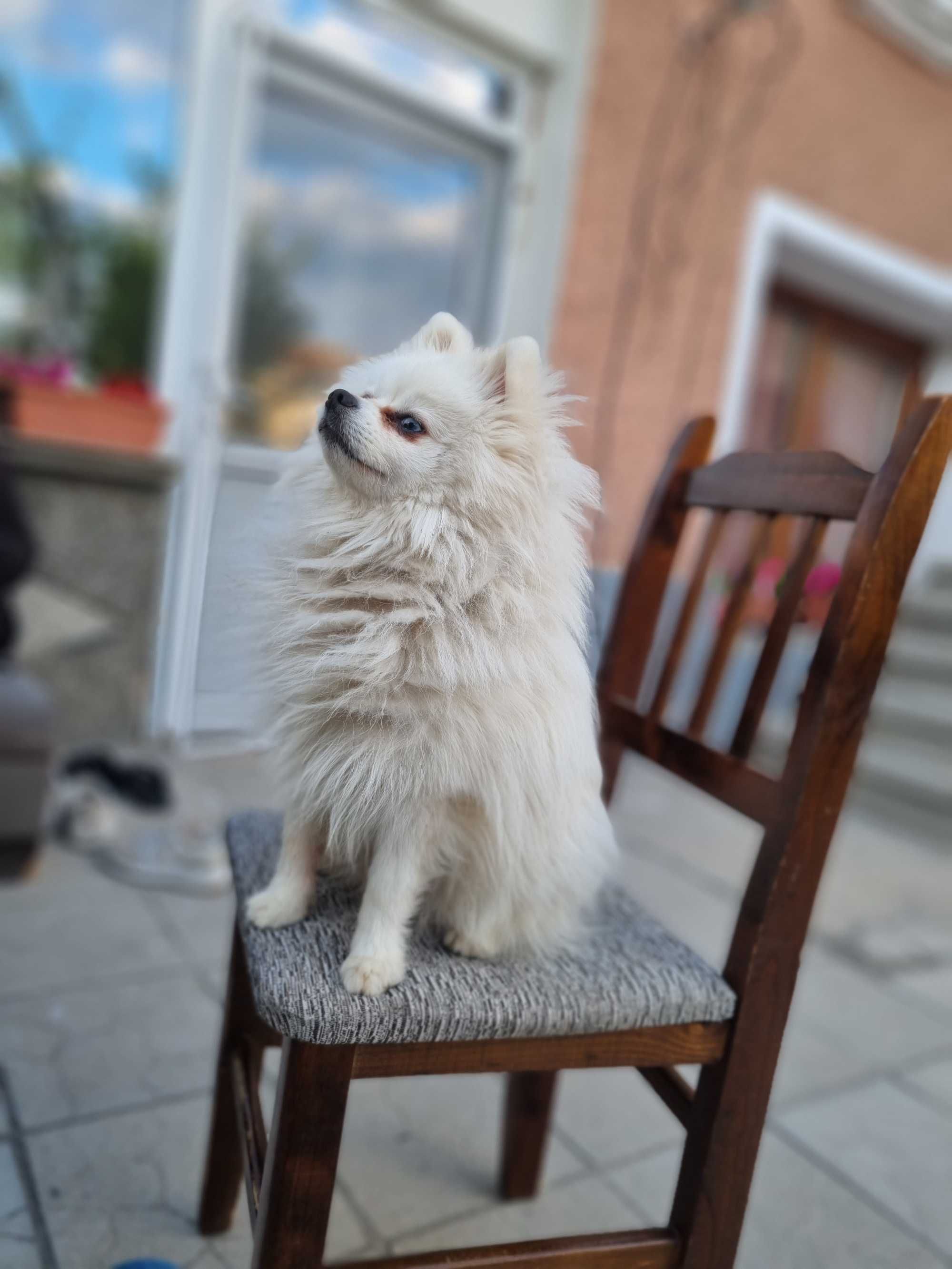 Померан   (мъжки)