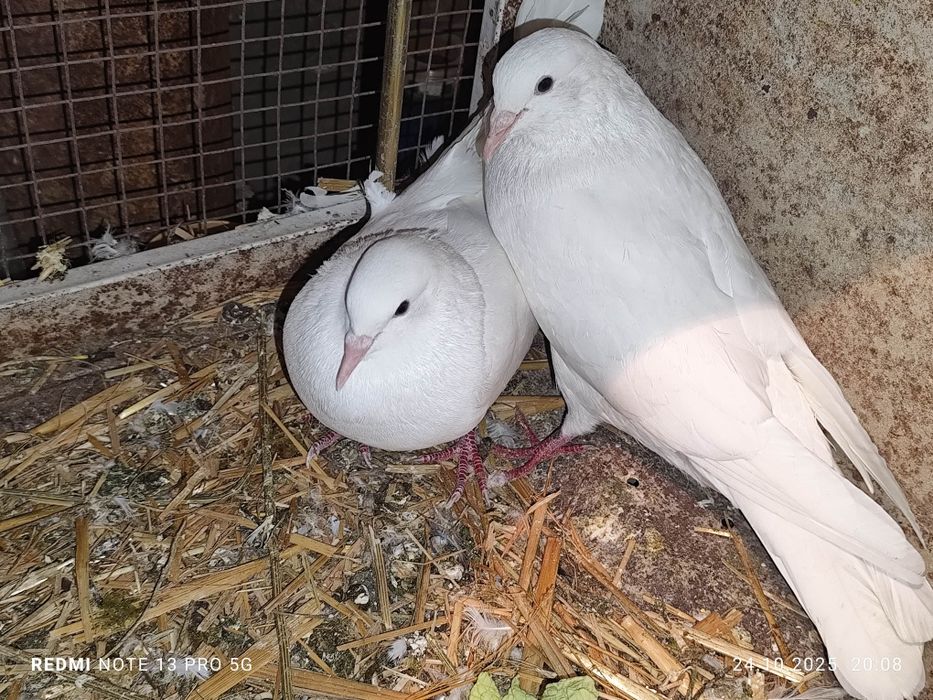 Продам голубей домашних