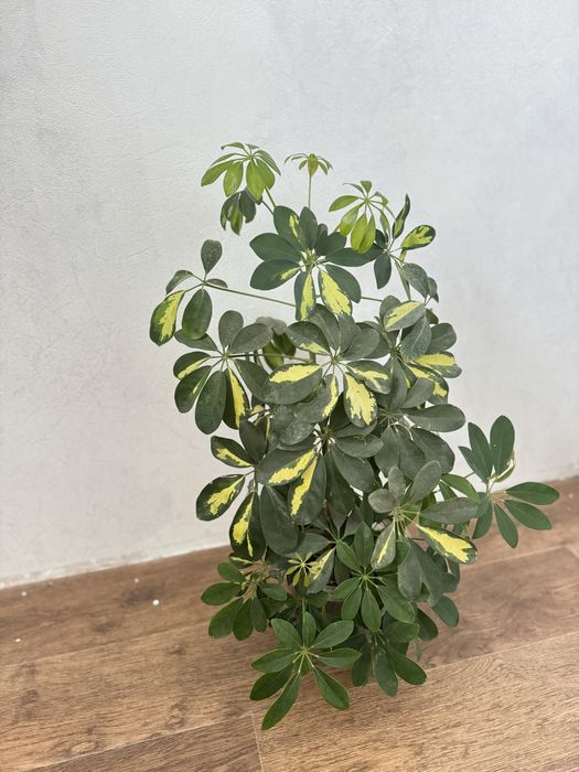 Продам комнатное растение шефлеру