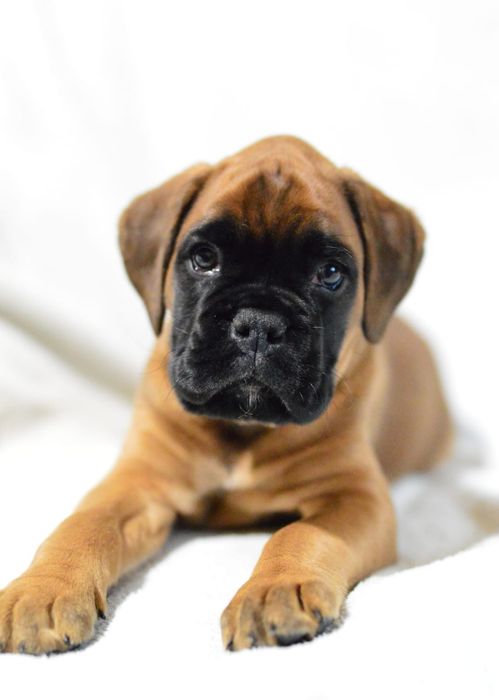 Pui Boxer cu Pedigree
