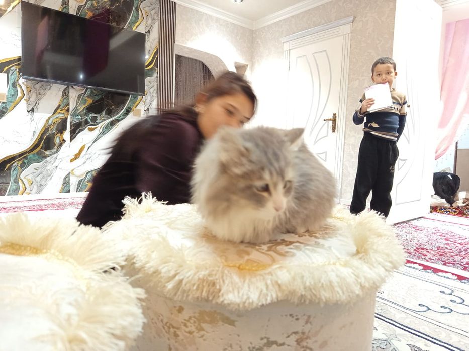 Невская маскерадная