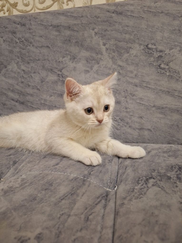 Британский котенок мальчик 2 месяца