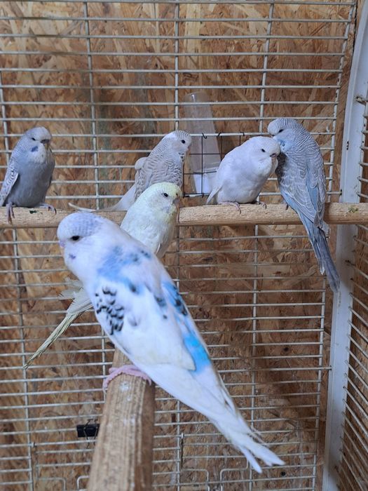 Волнисто выставочные папугаи