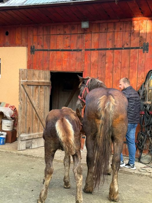 Iapa gestanta de vanzare