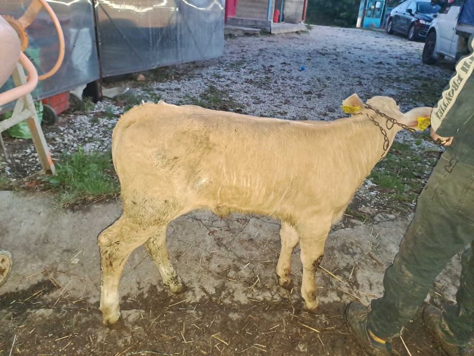 Vând vițel de 6 săptămâni