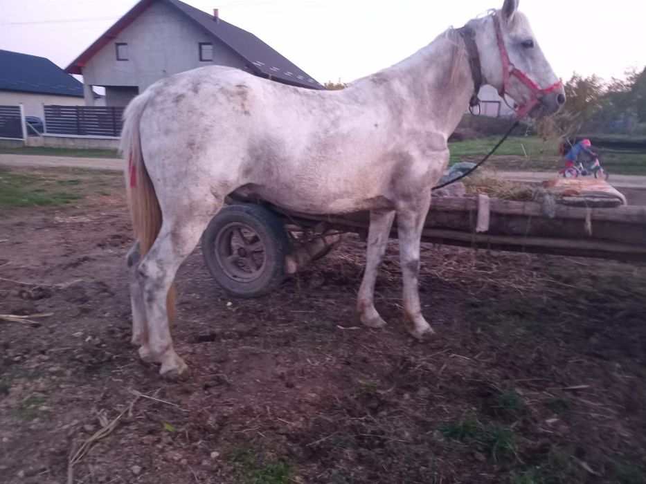 Vnd cal de 7 ani 100 pe 100 se da la schimb și pe junca sau taur