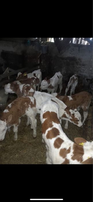 Vitei sugari de la citeva zile in sus diferite mmarimi