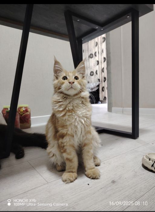 Чистокровные котята Мейн-кун