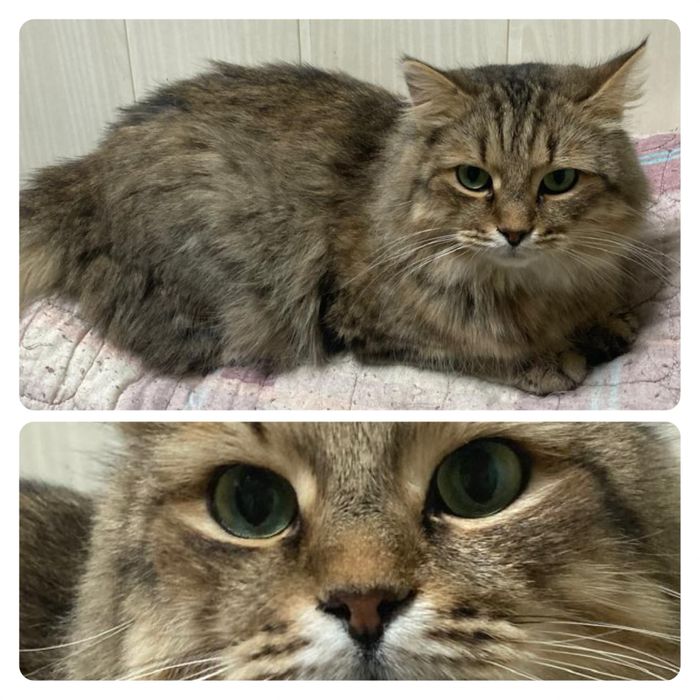 Кот молодой кастрирован  ищет дом ! Костанай ! Привезем !