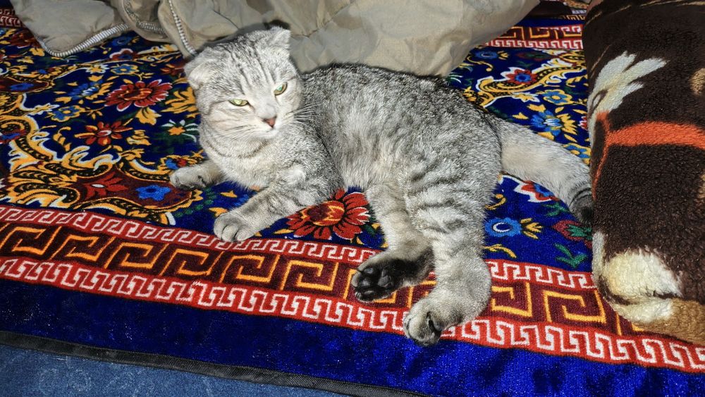 Skotish Fold sotiladi