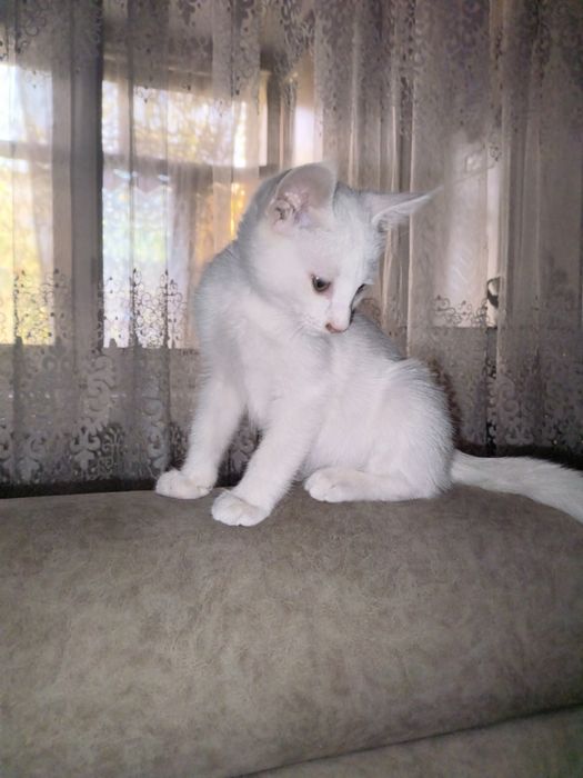 Отдам в хорошие руки котят.