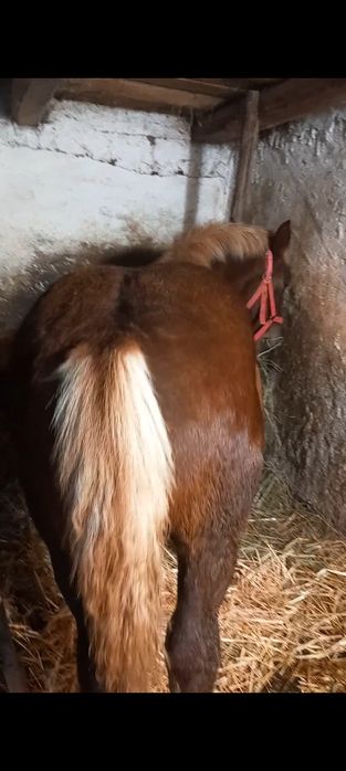 De vânzare mânz de 7 luni.