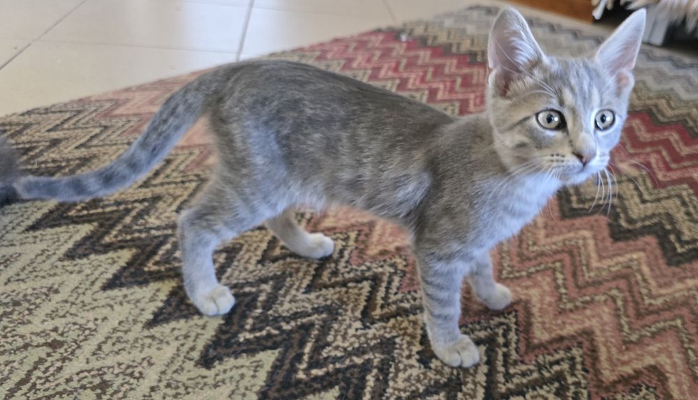 Котетата са Сиво-сребристи със сини очи и Тигрови със златисти очи!