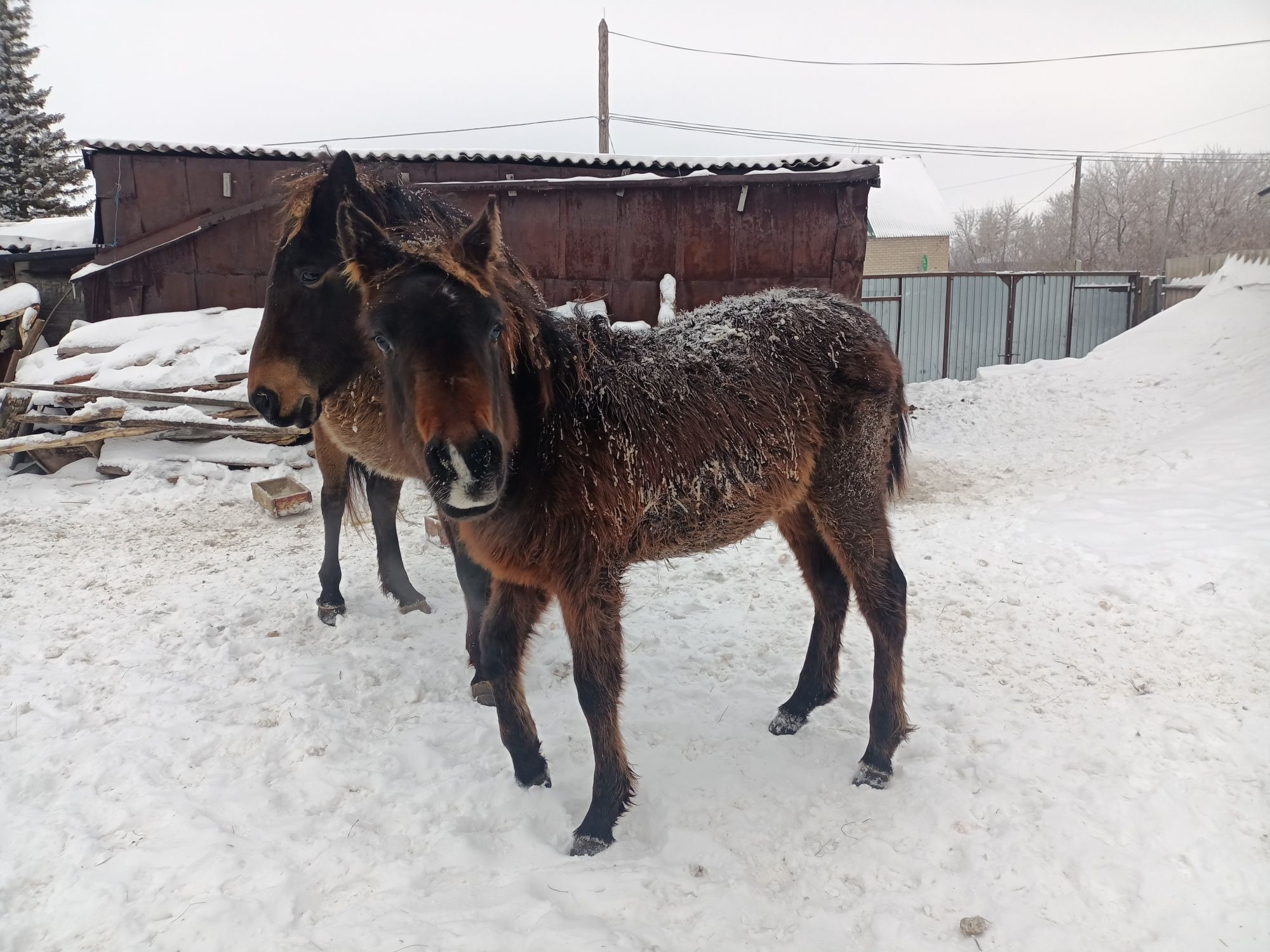 Продам лошать васьми летку